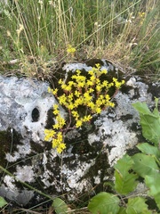 Sedum annuum