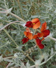 Swainsona stipularis