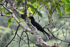 Corvus moneduloides