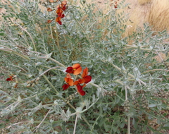 Swainsona stipularis