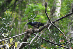 Corvus moneduloides