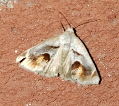 Tarache terminimaculata