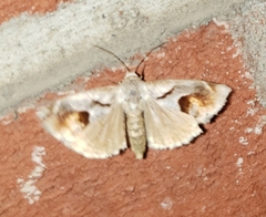 Tarache terminimaculata