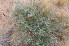 Swainsona stipularis