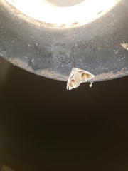 Tarache terminimaculata