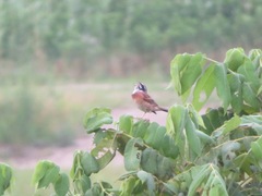 Emberiza cioides