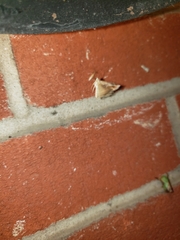 Tarache terminimaculata