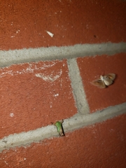 Tarache terminimaculata