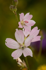Sidalcea virgata