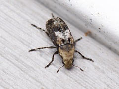 Euparius paganus