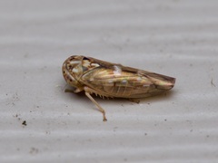 Idiocerus albolinea