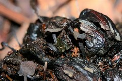 Banksiamyces macrocarpus