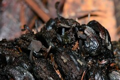 Banksiamyces macrocarpus