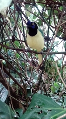 Cyanocorax