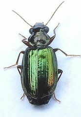 Coptodera aerata