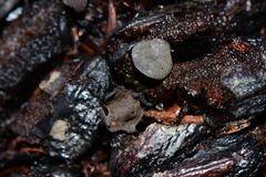 Banksiamyces macrocarpus