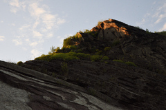 Phedimus kamtschaticus