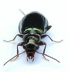Coptodera aerata