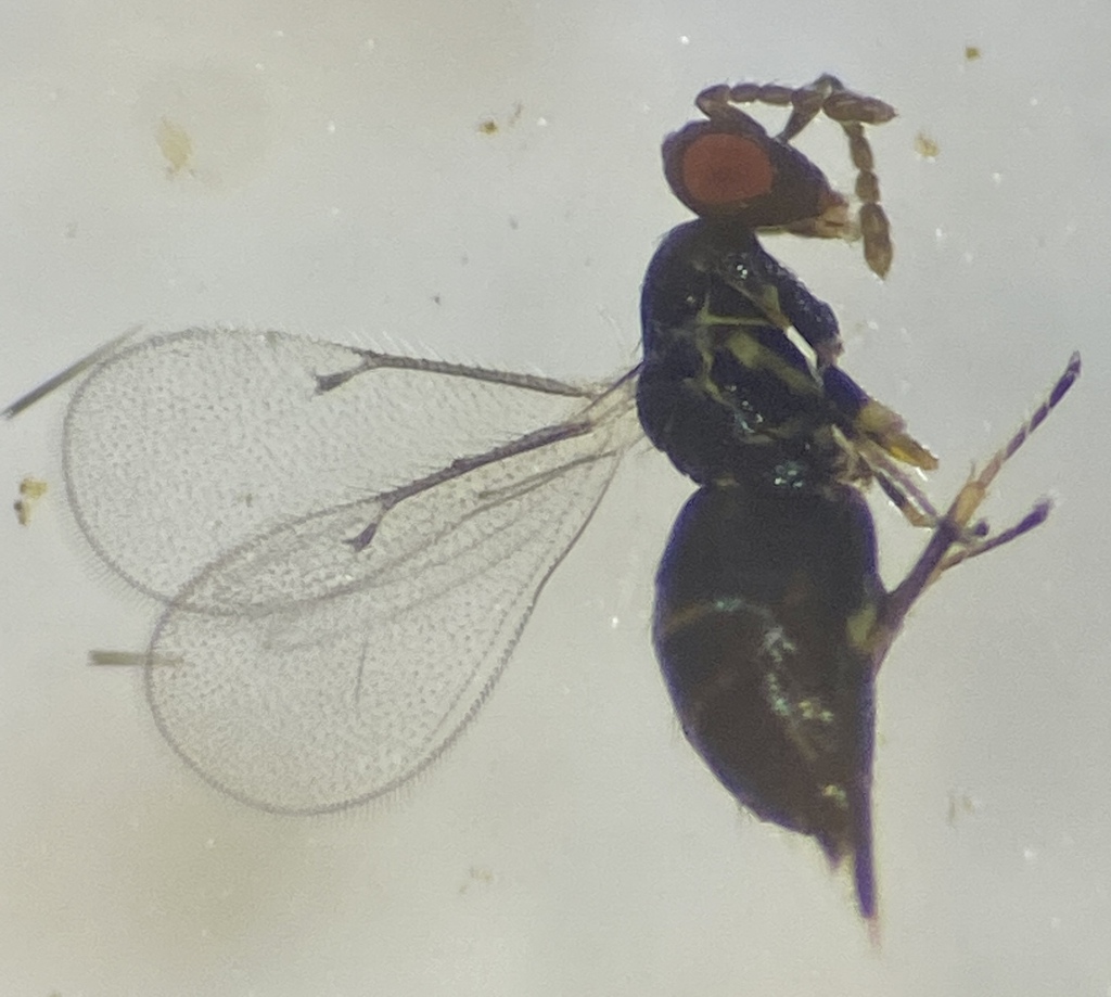 Tetrastichinae from Notre Dame Ln, Land O'Lakes, WI 54540, USA on June