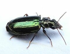 Coptodera aerata