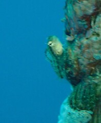 Petroscirtes variabilis