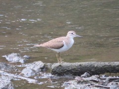 Actitis hypoleucos