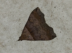 Lascoria