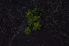 Phedimus kamtschaticus