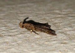 Lascoria
