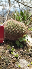 Mammillaria rhodantha mccartenii