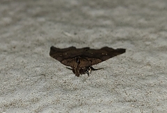 Lascoria