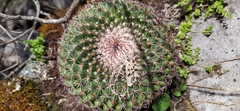 Mammillaria rhodantha mccartenii