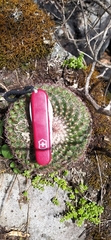 Mammillaria rhodantha mccartenii