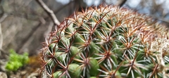 Mammillaria rhodantha mccartenii