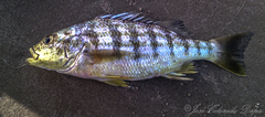 Conodon nobilis