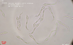 Cercophora silvatica