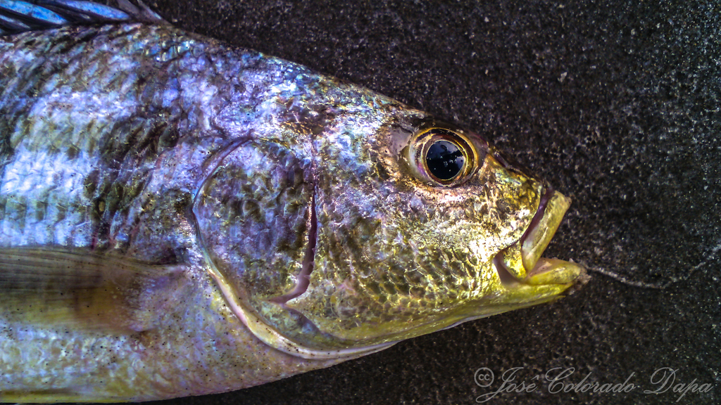 Barred Grunt