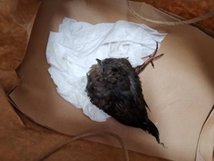 Streptopelia chinensis