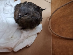 Streptopelia chinensis