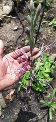 Digitaria sanguinalis
