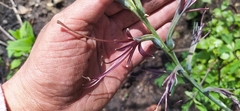 Digitaria sanguinalis