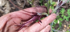 Digitaria sanguinalis
