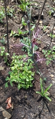 Digitaria sanguinalis