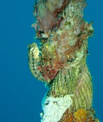 Petroscirtes variabilis