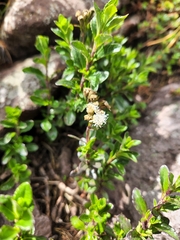 Oxylobus arbutifolius