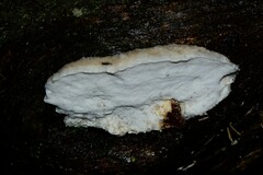 Postia lactea
