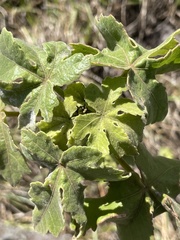 Hibiscus brackenridgei