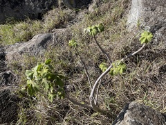 Hibiscus brackenridgei