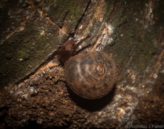 Austrochloritis stanisici