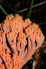 Ramaria anziana